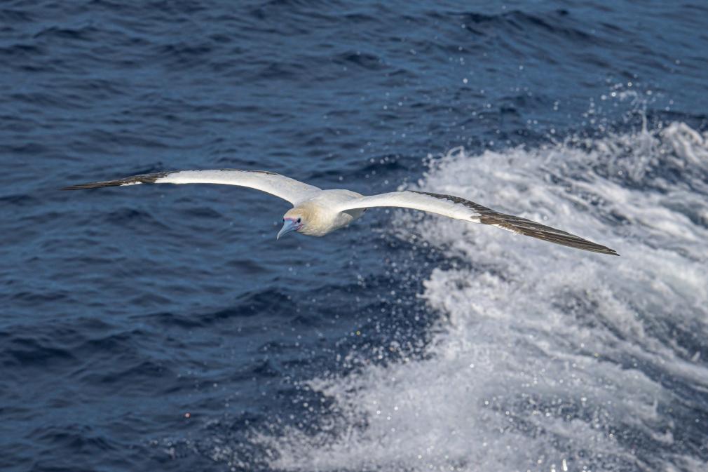 Red-footed boobies seen hunting flying fish in South China Sea