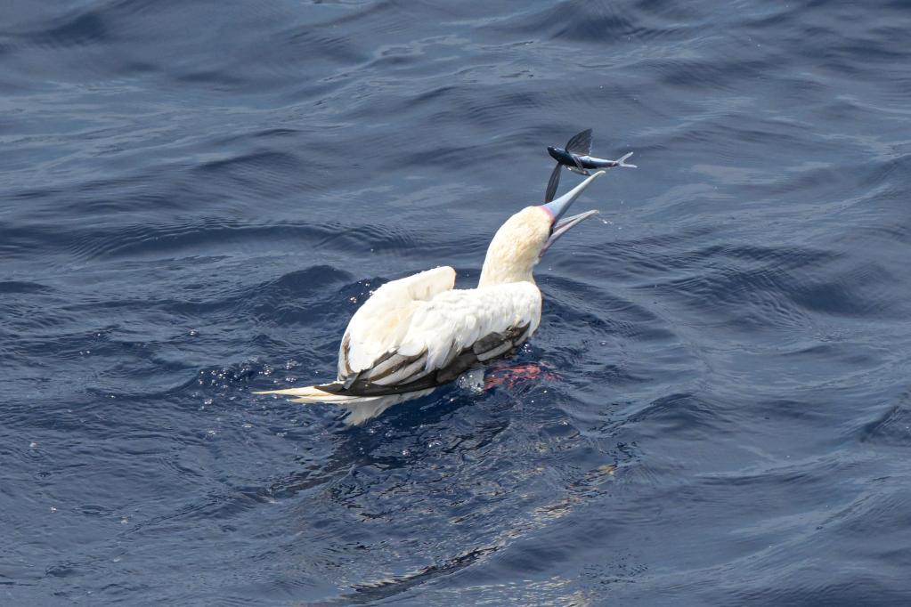 Red-footed boobies seen hunting flying fish in South China Sea