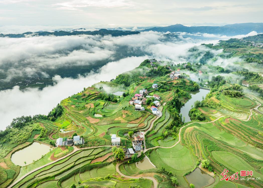 Picturesque fields in early summer