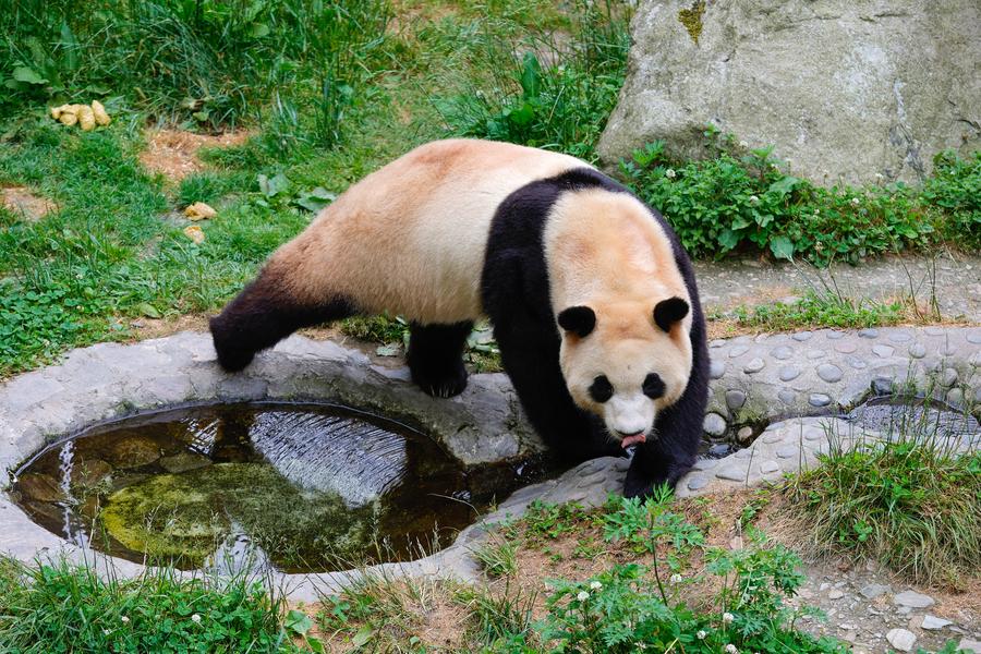 Giant panda star Fu Bao greets the public in southwest China