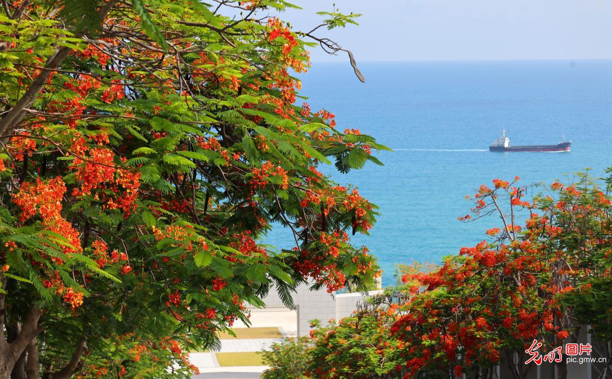 Phoenix flowers blooming in S China's Hainan