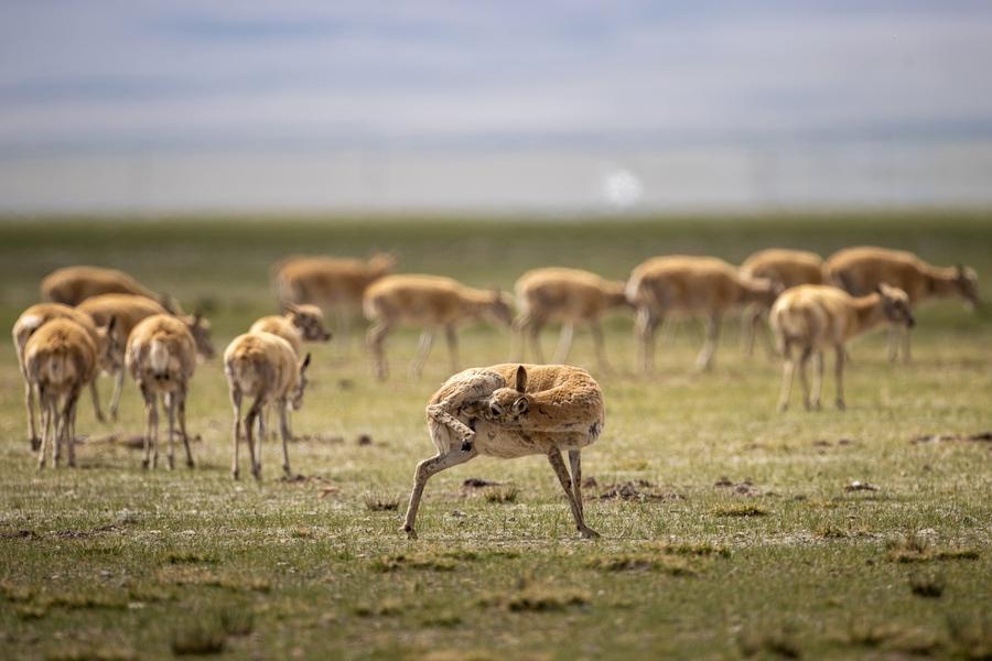 An uninterrupted relay of guarding Tibetan antelopes