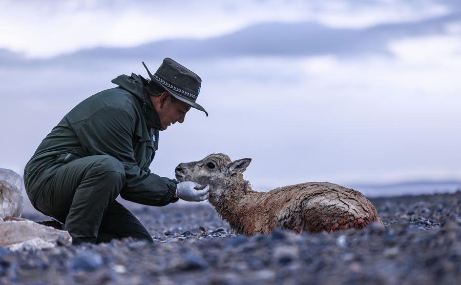 An uninterrupted relay of guarding Tibetan antelopes