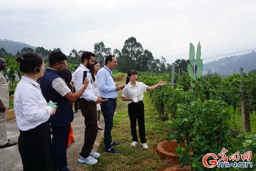 Xichang's grape and wine industry fuels rural revitalization