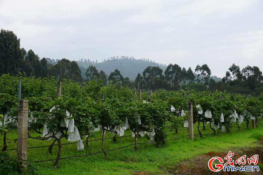 Xichang's grape and wine industry fuels rural revitalization