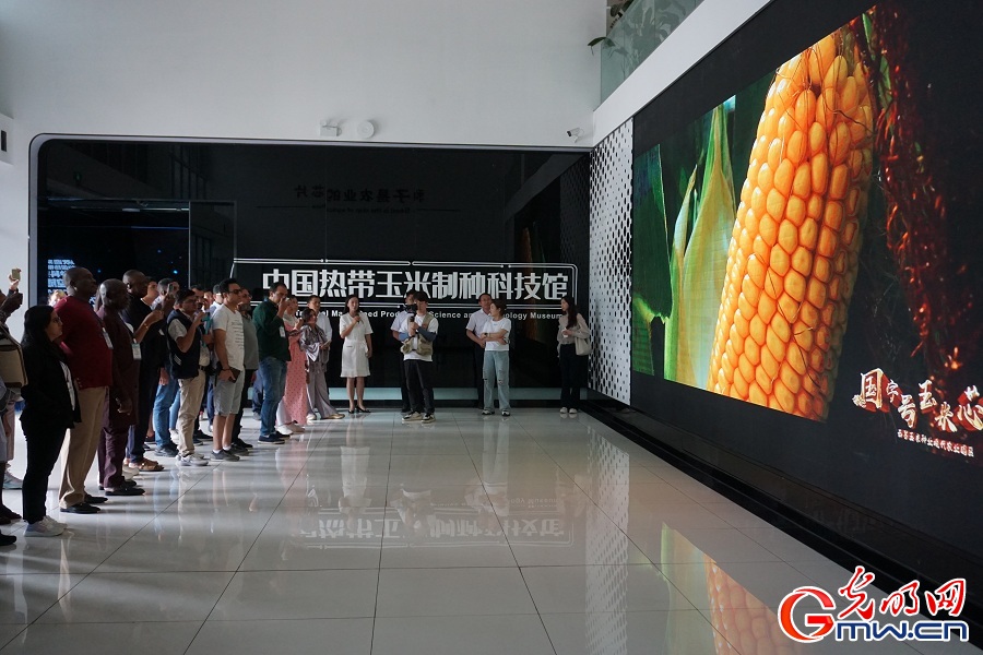 Advanced corn seed cultivation ensures prosperity in plateau mountain areas in Liangshan