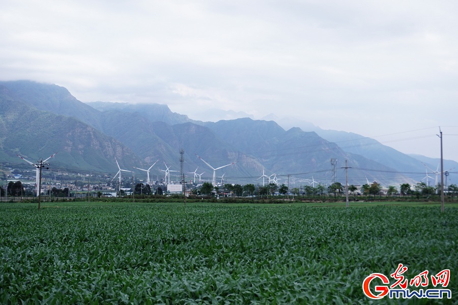 Advanced corn seed cultivation ensures prosperity in plateau mountain areas in Liangshan