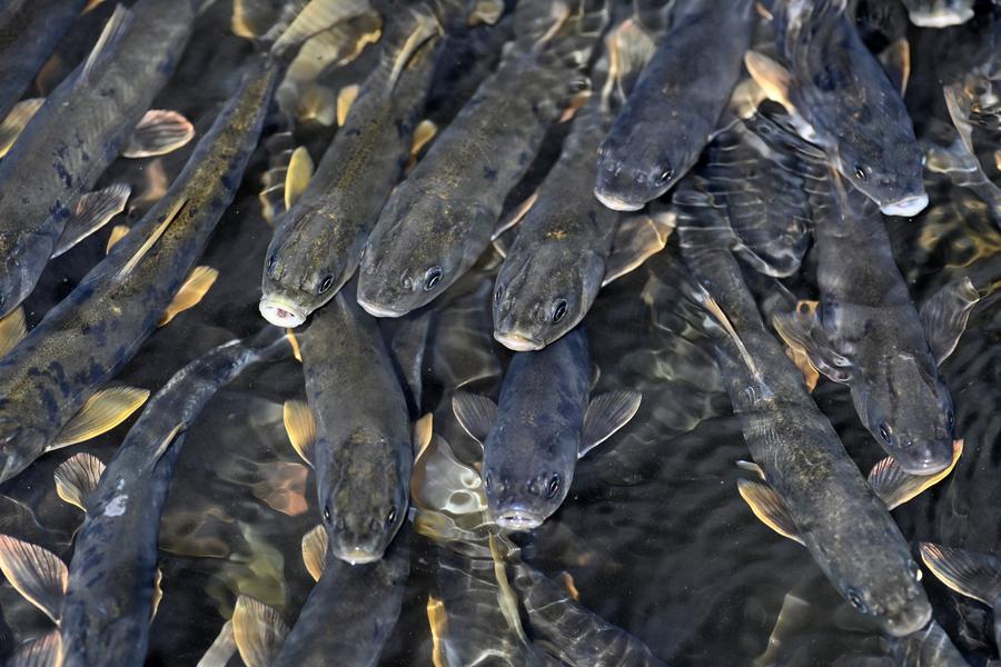 Conservation efforts help rare fish flourish in China's largest lake