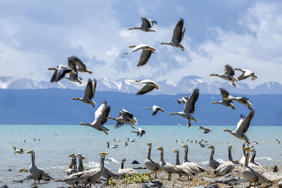 Conservation efforts help rare fish flourish in China's largest lake