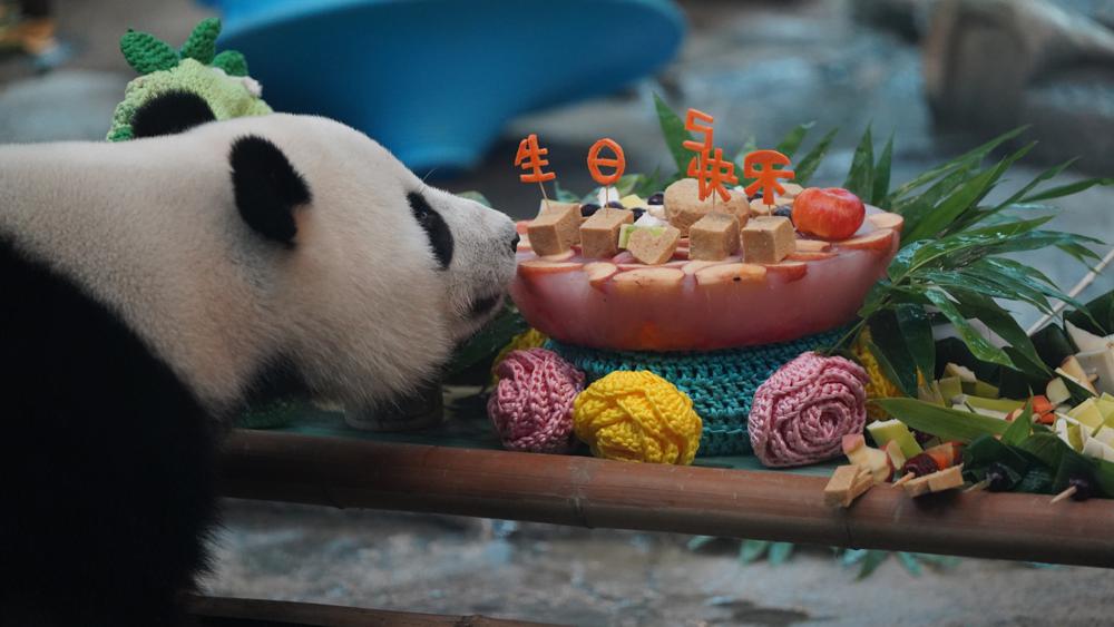 Hubei panda celebrates birthday like a Wuhan local