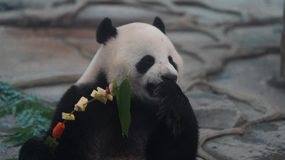 Hubei panda celebrates birthday like a Wuhan local