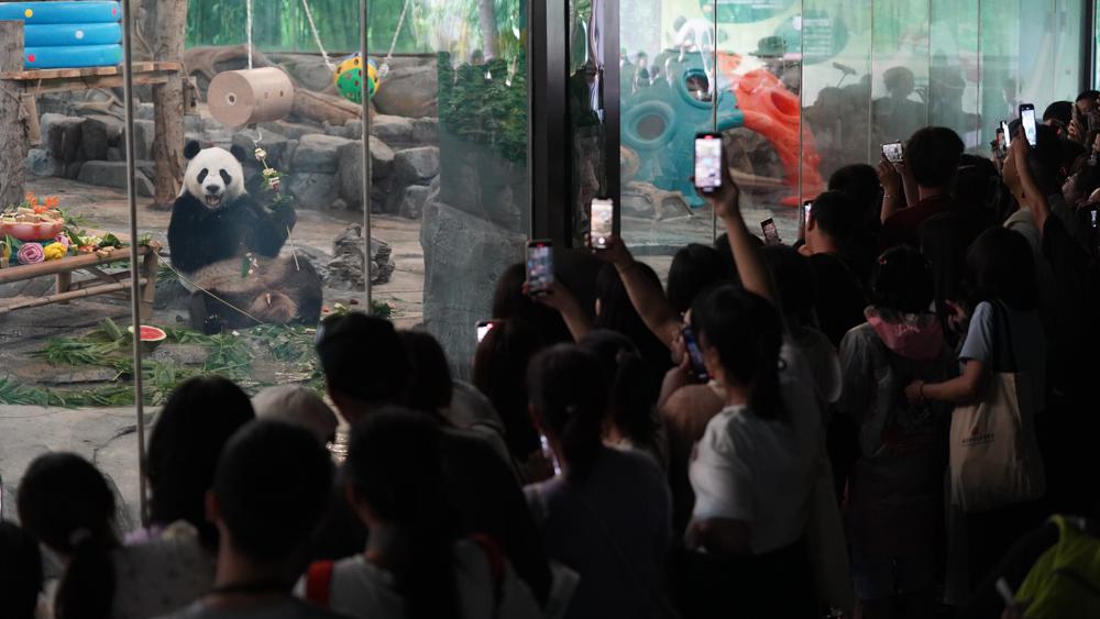 Hubei panda celebrates birthday like a Wuhan local