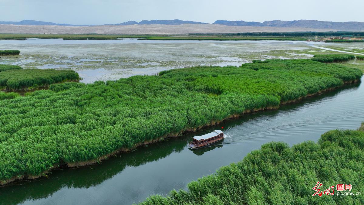 Picturesque landscape of water lilies seen in SW China's Xinjiang