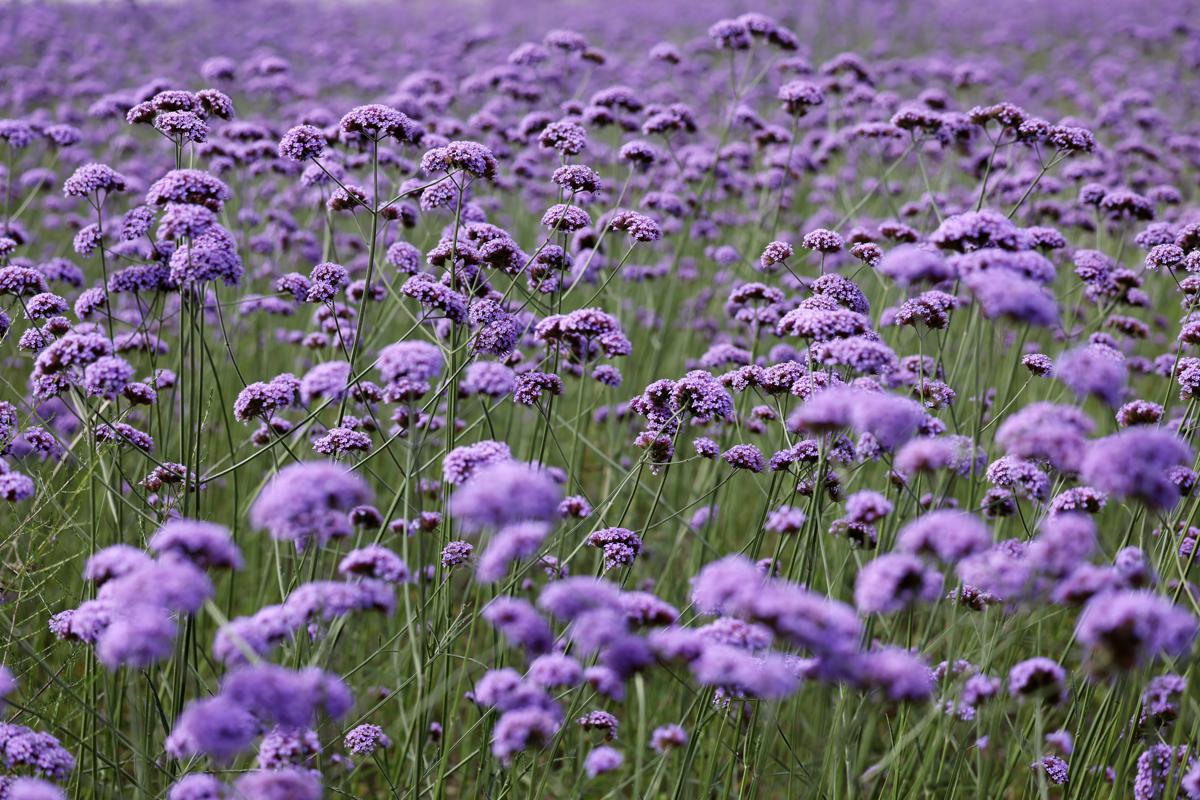 Fenghuang Park's verbena flowers in bloom