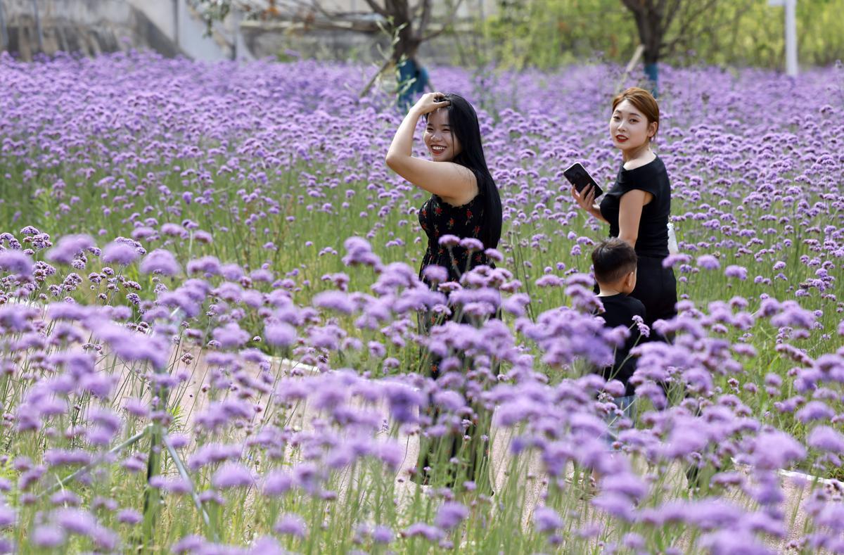 Fenghuang Park's verbena flowers in bloom