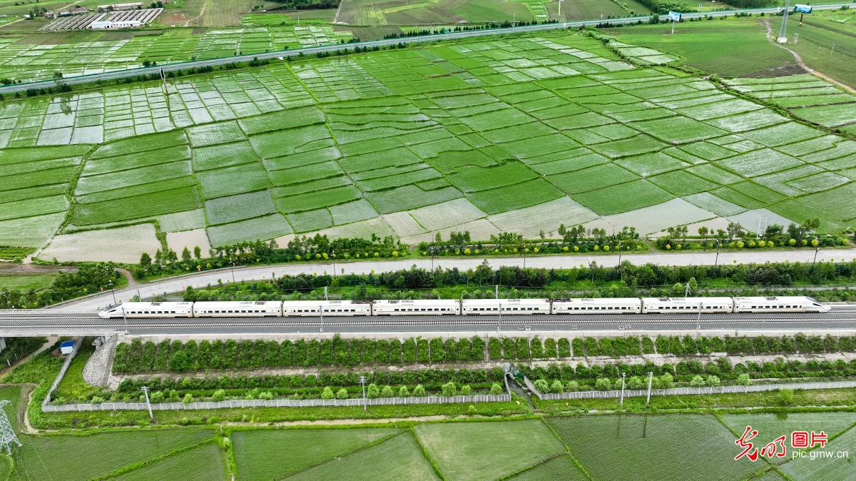 Train passes through rainy rice paddies