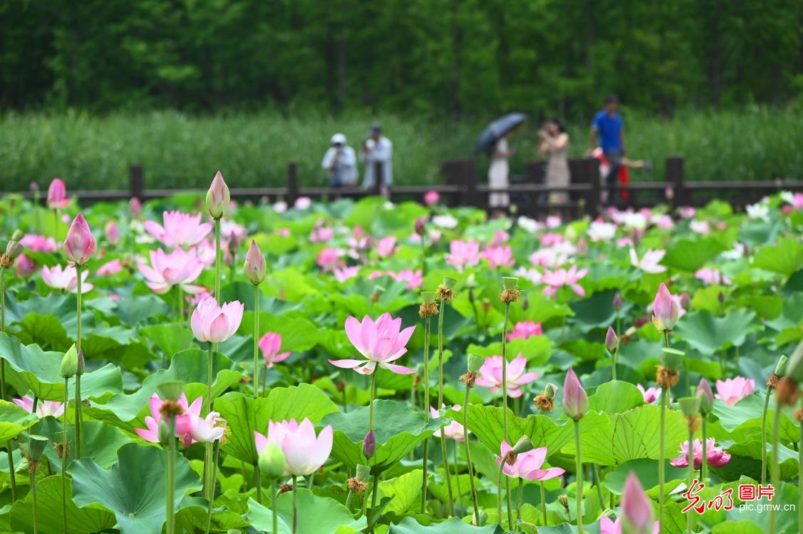 Beautiful lotus flowers during Summer Solstice