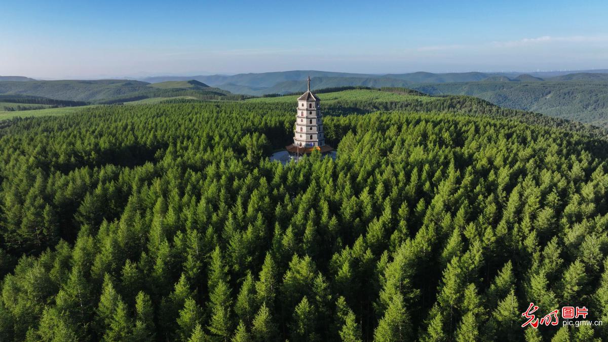 Morning scenery of Saihanba National Forest Park