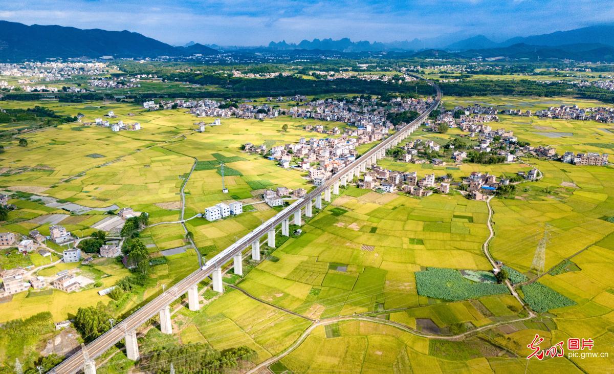 Train passes through the golden rice paddies in S China's Guangxi