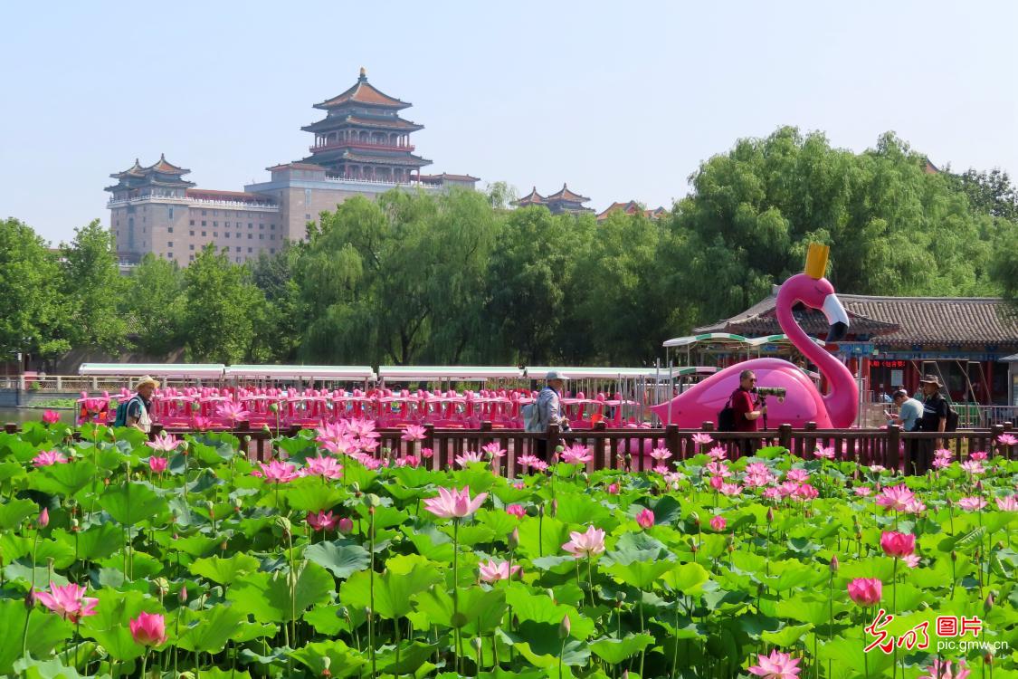 Stunning lotus blossoms across China attract throngs of visitors