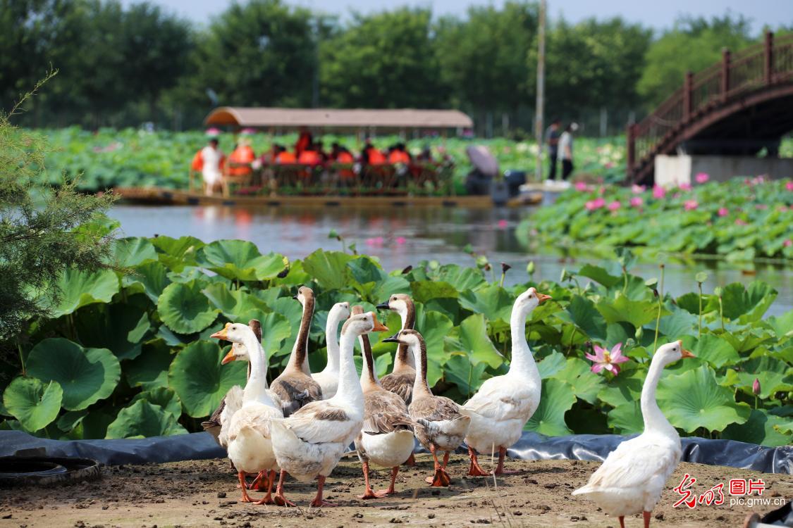 Stunning lotus blossoms across China attract throngs of visitors