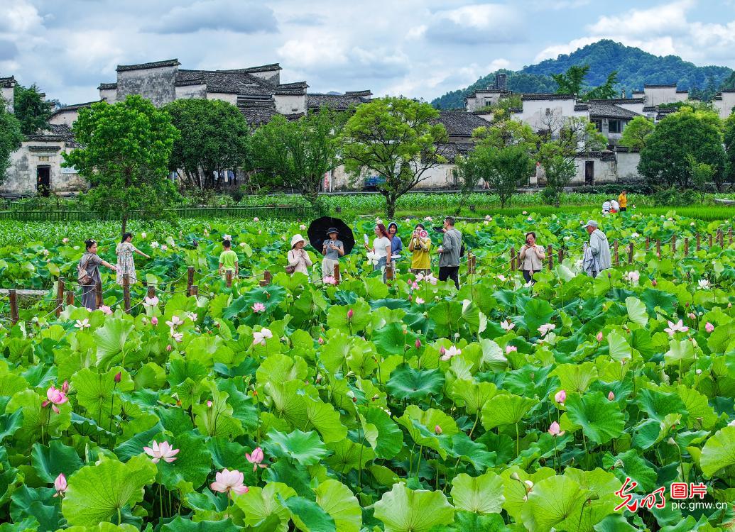 Stunning lotus blossoms across China attract throngs of visitors