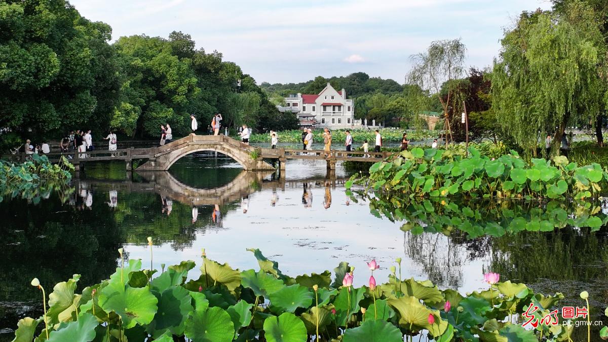 Stunning lotus blossoms across China attract throngs of visitors