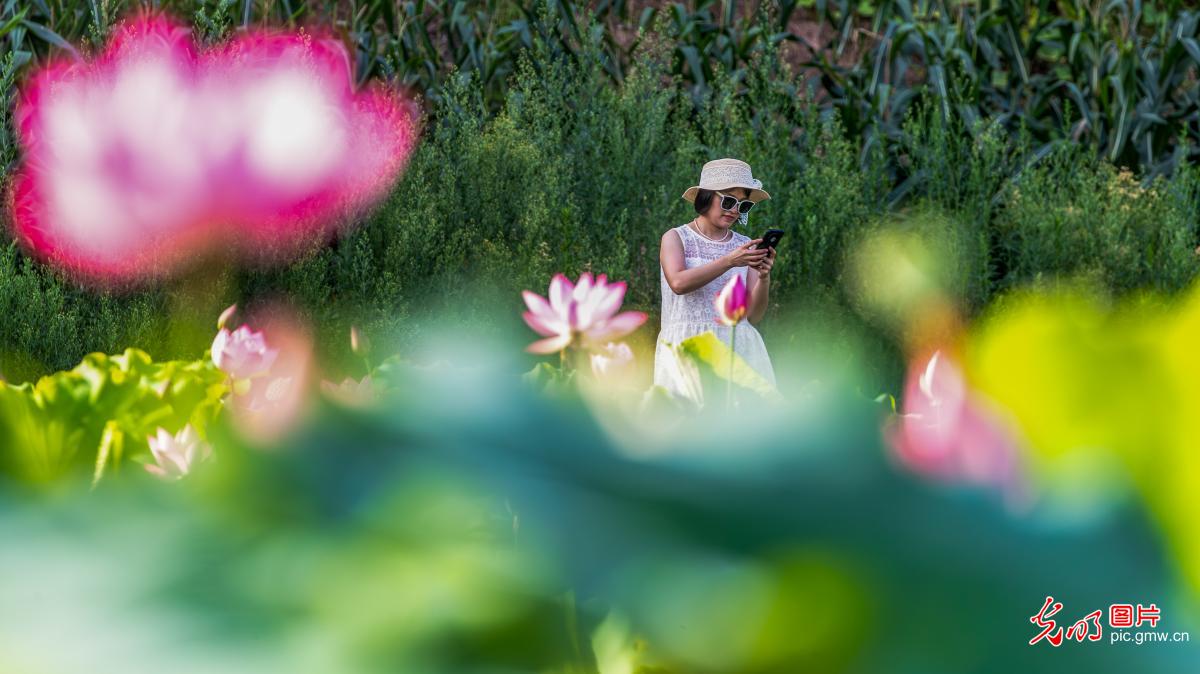 Stunning lotus blossoms across China attract throngs of visitors