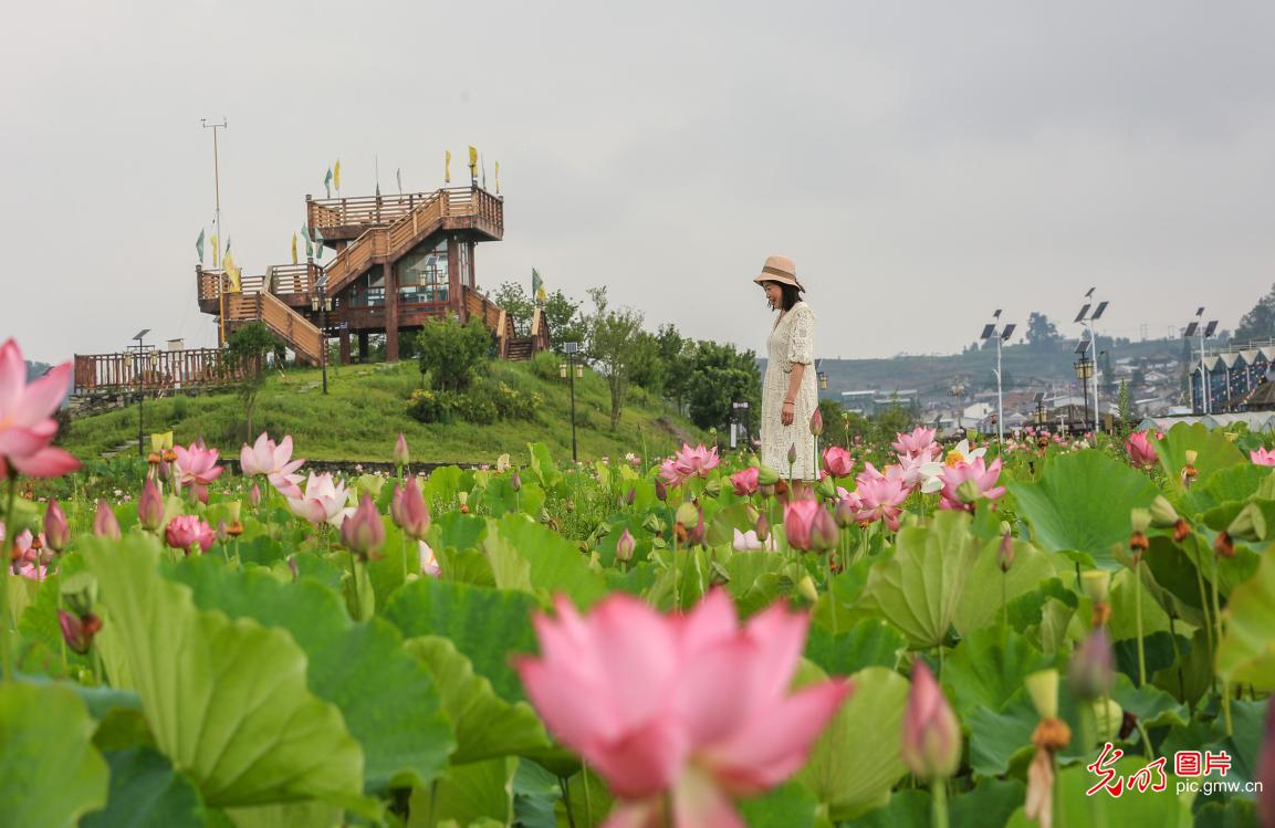 Stunning lotus blossoms across China attract throngs of visitors