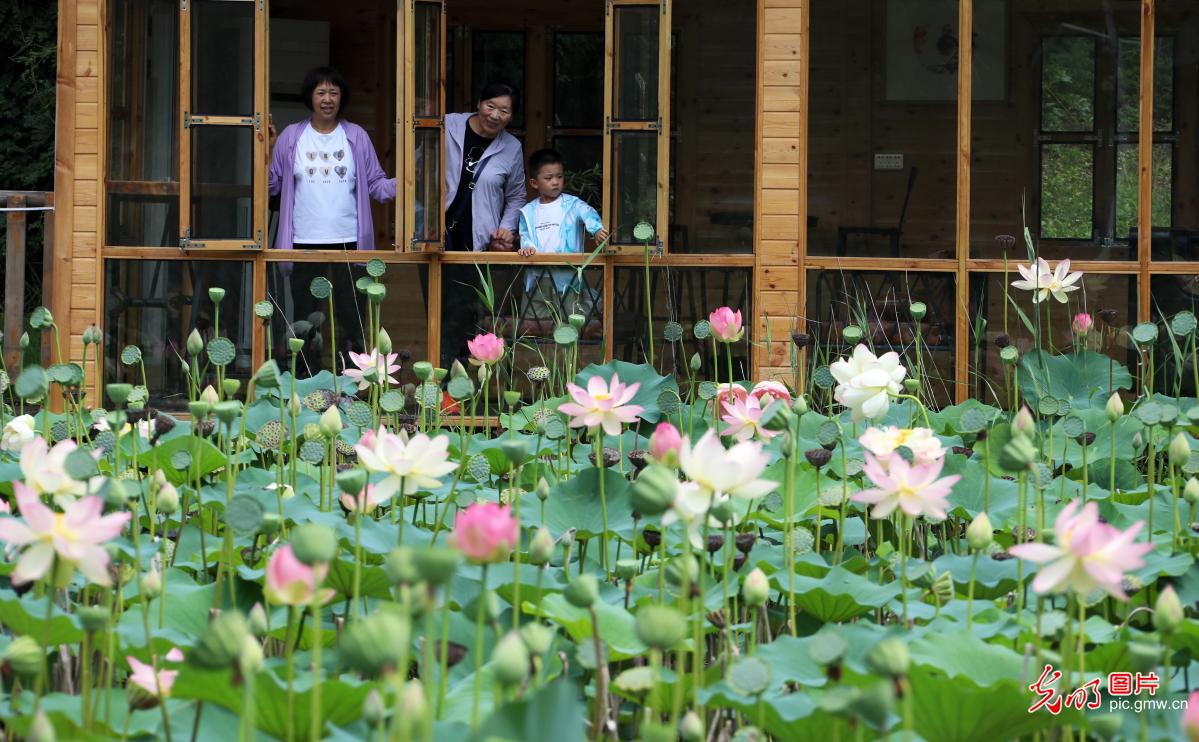 Stunning lotus blossoms across China attract throngs of visitors