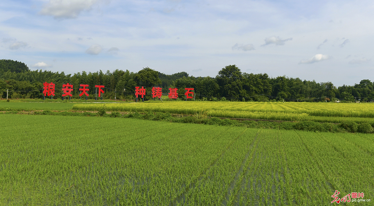 Key region for hybrid rice seed production in southeast China's Fujian