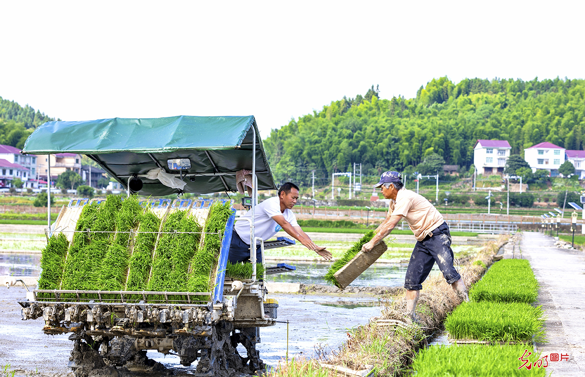 Key region for hybrid rice seed production in southeast China's Fujian