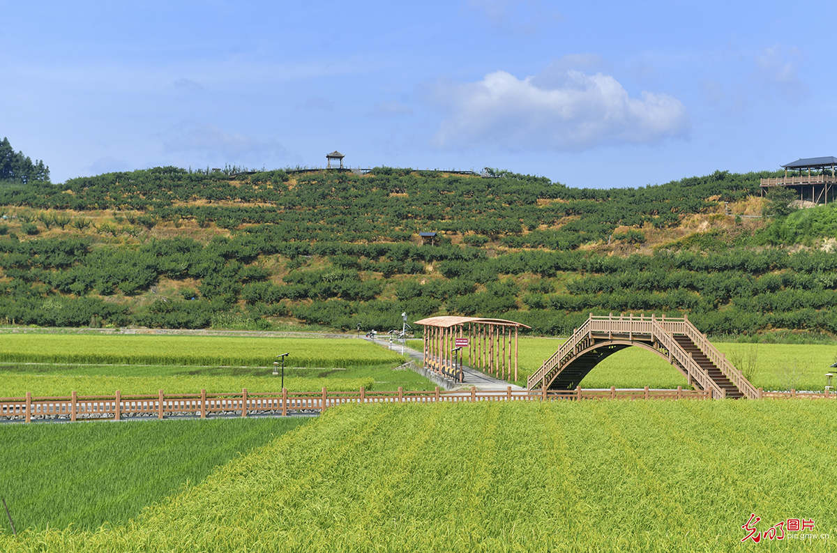 Key region for hybrid rice seed production in southeast China's Fujian