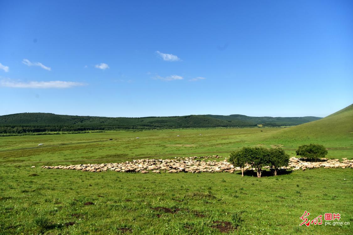 Summer grassland in N China's Inner Mongolia