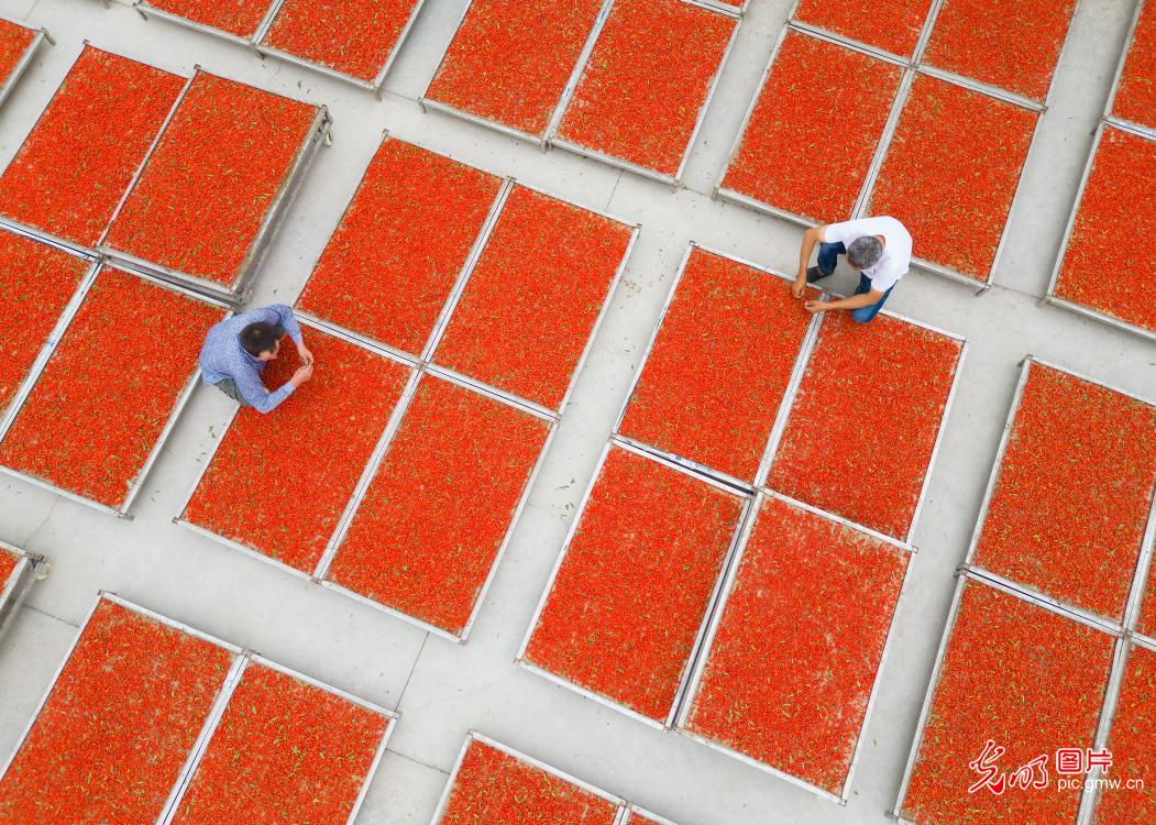 Farmers dry goji berries in NW China's Xinjiang