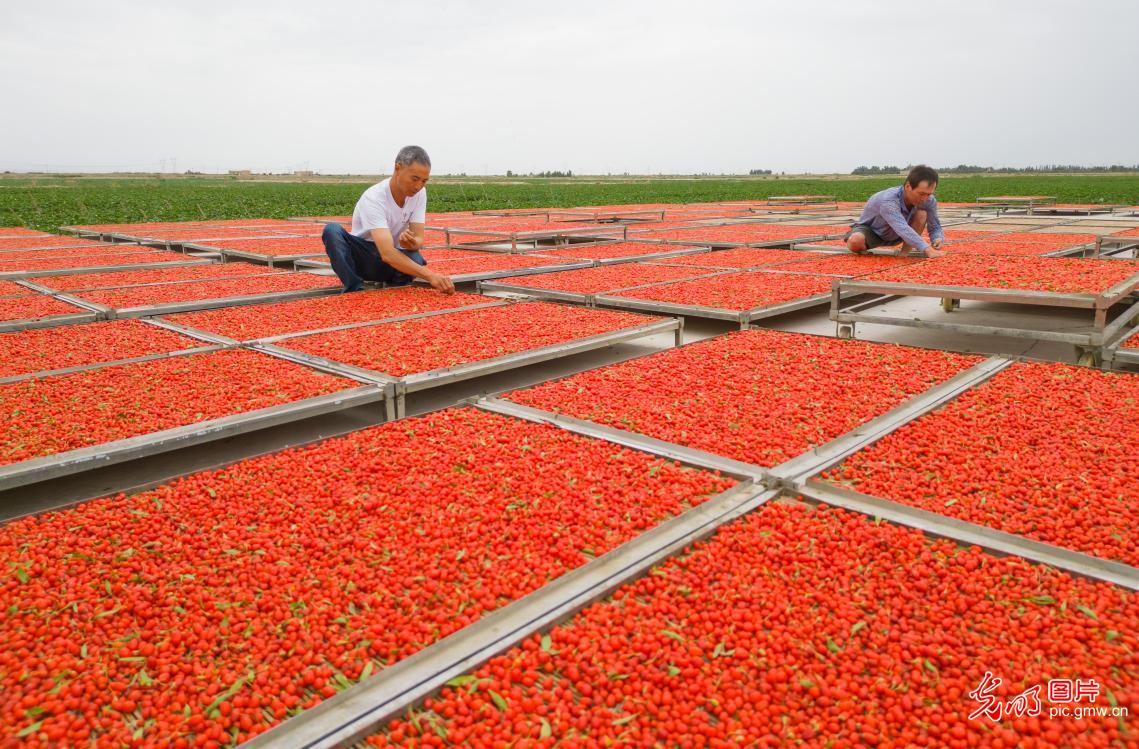 Farmers dry goji berries in NW China's Xinjiang