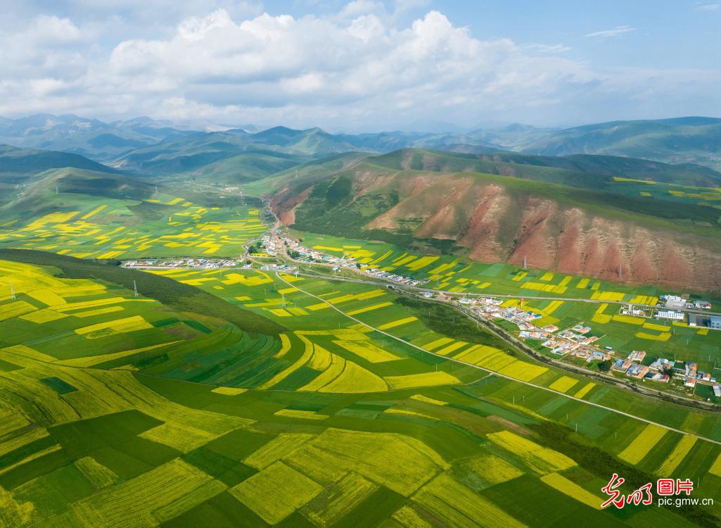 Beautiful canola fields in NW China’s Qinghai