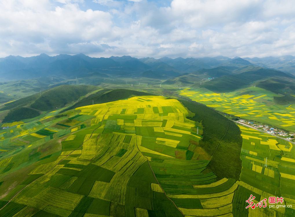 Beautiful canola fields in NW China’s Qinghai