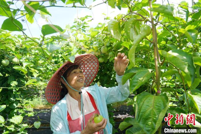 Farmers busy harvesting passion fruit in S China’s Guangxi