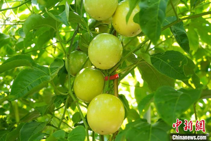 Farmers busy harvesting passion fruit in S China’s Guangxi