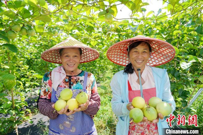 Farmers busy harvesting passion fruit in S China’s Guangxi