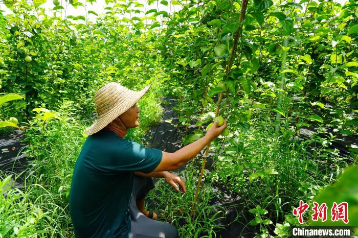 Farmers busy harvesting passion fruit in S China’s Guangxi