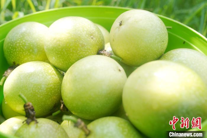 Farmers busy harvesting passion fruit in S China’s Guangxi