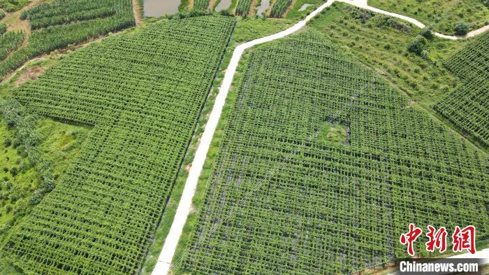 Farmers busy harvesting passion fruit in S China’s Guangxi