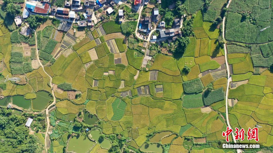 Amazing scenery of gloden paddy field in S China’s Guangxi