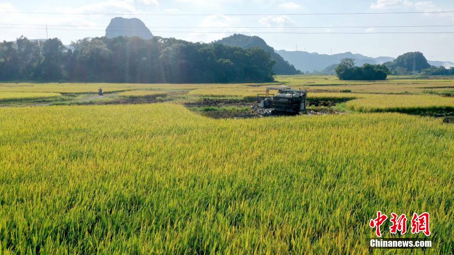 Amazing scenery of gloden paddy field in S China’s Guangxi