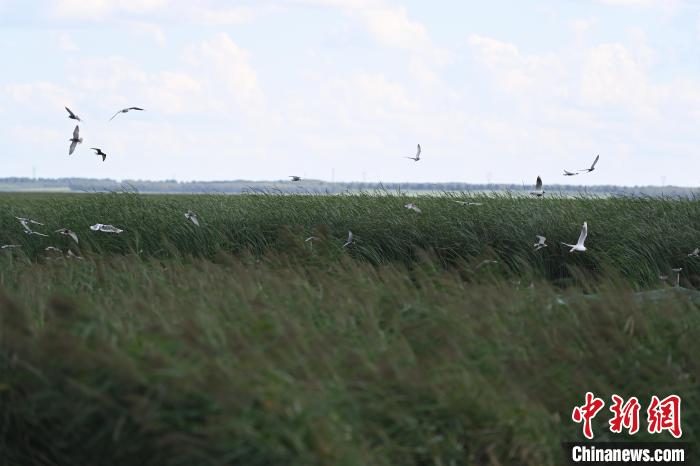 Birds rest at wetland in N China’s Inner Mongolia