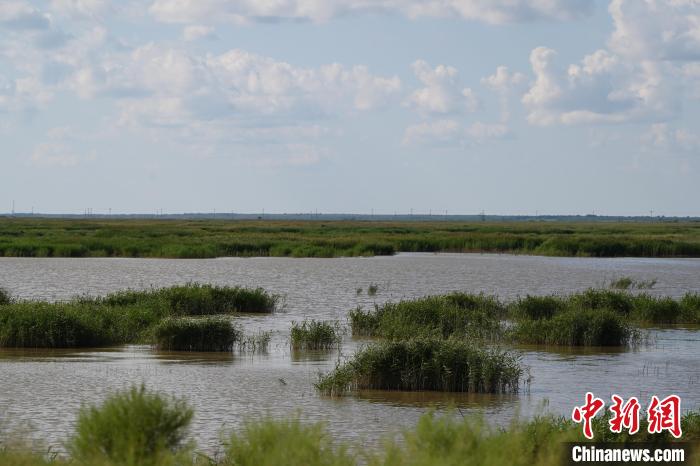 Birds rest at wetland in N China’s Inner Mongolia