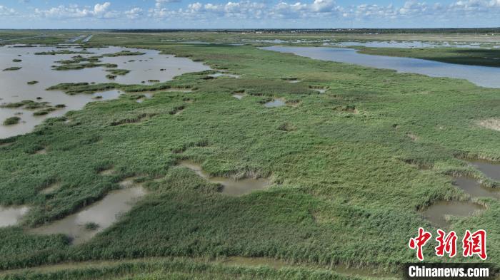 Birds rest at wetland in N China’s Inner Mongolia