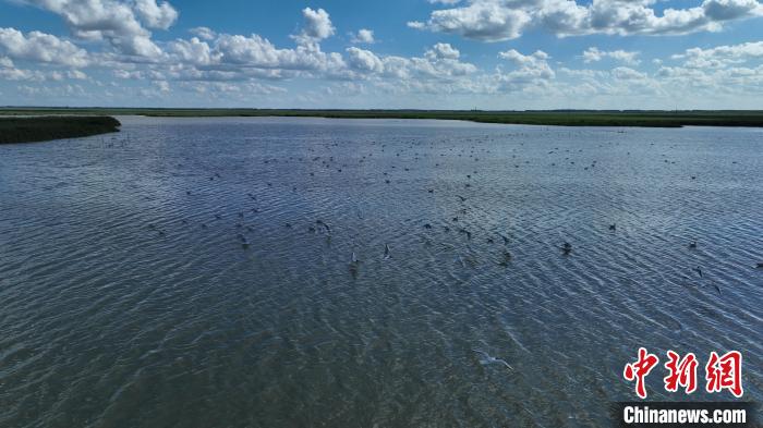 Birds rest at wetland in N China’s Inner Mongolia